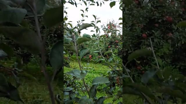 Agriculture work in poland(apple 🍎🍎🍎 tipne kam)😅😅 смотреть онлайн