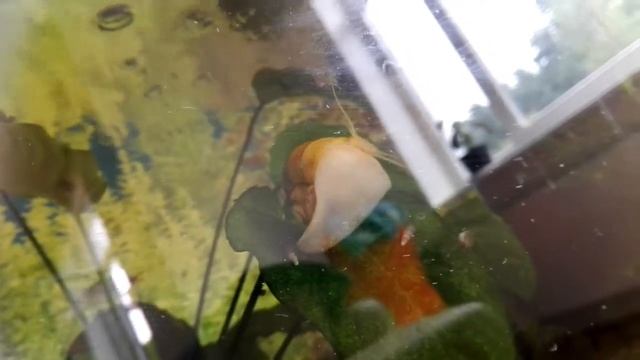 Улитка смотреть онлайн