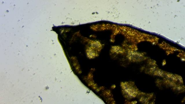 Lychnis - A Larva Between Seeds