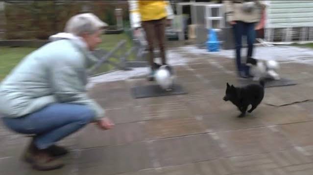 Догтренинг 462. ТОП-5 ошибок недели.