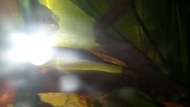 Самые распространенные обитатели домашнего аквариума