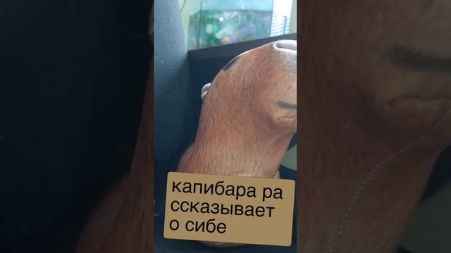 шорты в шортах2