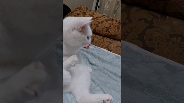 Канал о моих домашних животных