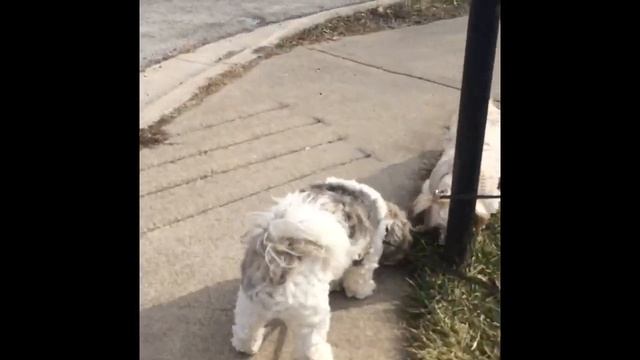 Otto And Apple Go For A Walk 🐶❤️ смотреть онлайн