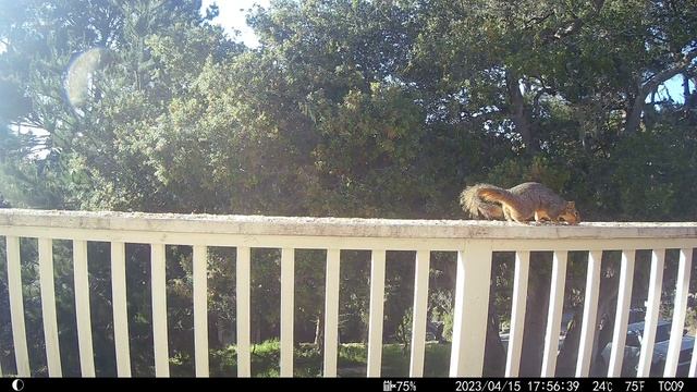 Bird Cam 28 4/15/23 смотреть онлайн