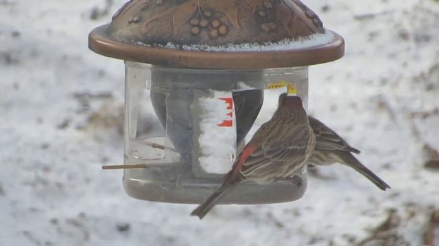 bird feeder 2024 Feb 24 14:20 смотреть онлайн