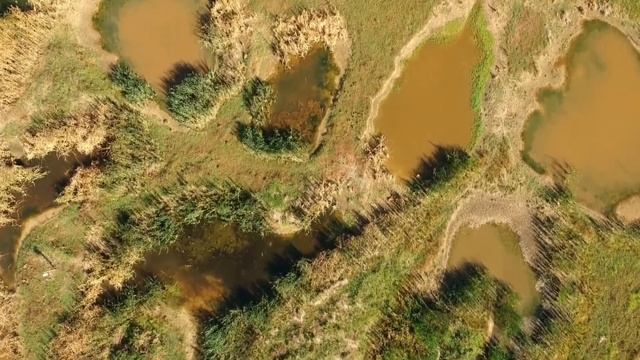 Walker Rd Wetland Site1, 2018 07 18  -  Butterfly Effect
