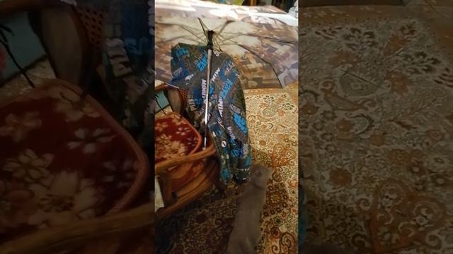 Ирисон под зонтом | Кот впервые увидел зонт смотреть онлайн