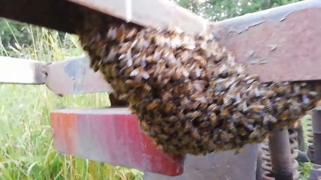 Привился рой на прицеп. смотреть онлайн