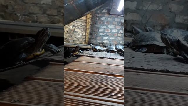 черепахи в Садовом буфете, Аптекарский огород, Москва смотреть онлайн