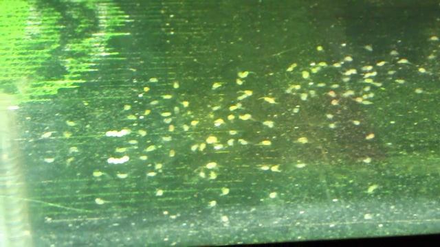 жизнь под микроскопом