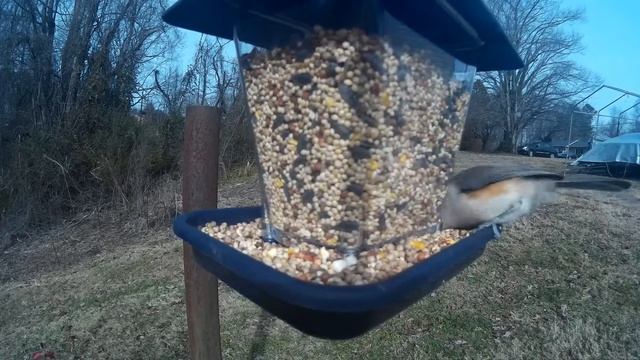 Bird Feeder смотреть онлайн