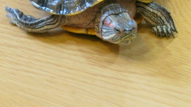 Домашние животные / Свинка / Черепаха / И другие / Pets / Turtle / Guinea pig смотреть онлайн