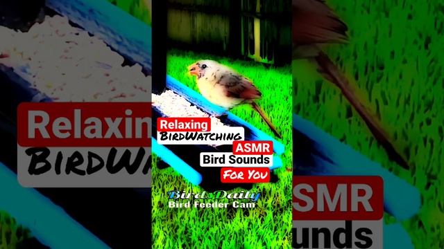 Birdwatching and Relaxing Bird Sounds | Bird Feeder Cam Day 13 Pt. 8 @BirdWatchingTherapy смотреть онлайн