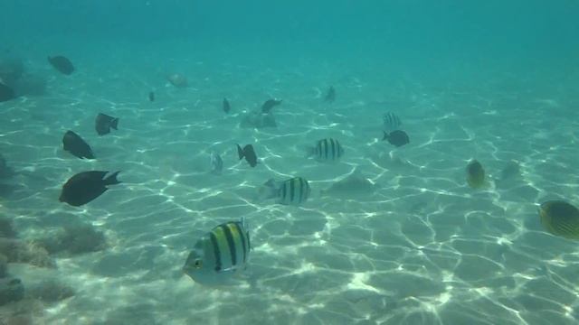 Рыбы на мелководье смотреть онлайн