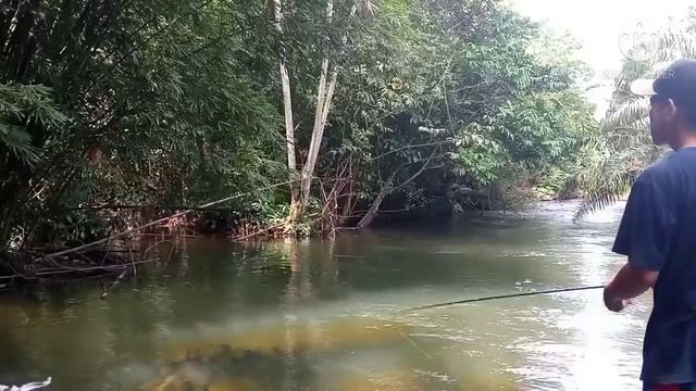 Casting hampala arus deras!!! смотреть онлайн