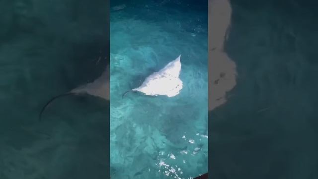 манта по имени батончик