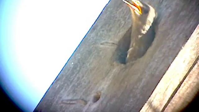 Скворечник - кормление птенцов