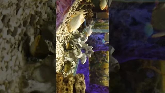 ВЛОГ: Аквариум в Крыму смотреть онлайн