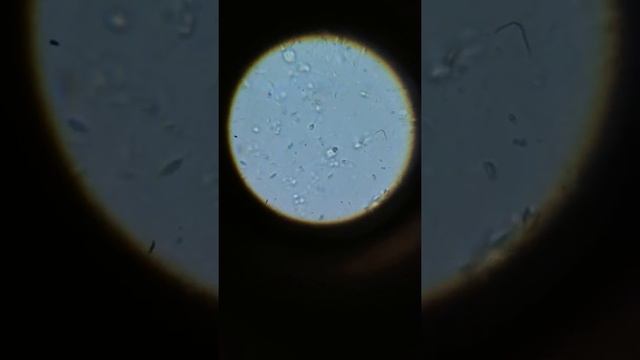 Mikroskop смотреть онлайн