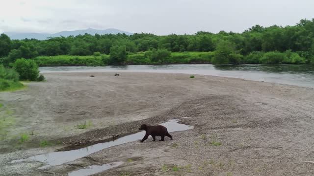 "Неправильная пчёла" против мишек! (Камчатка 2024)