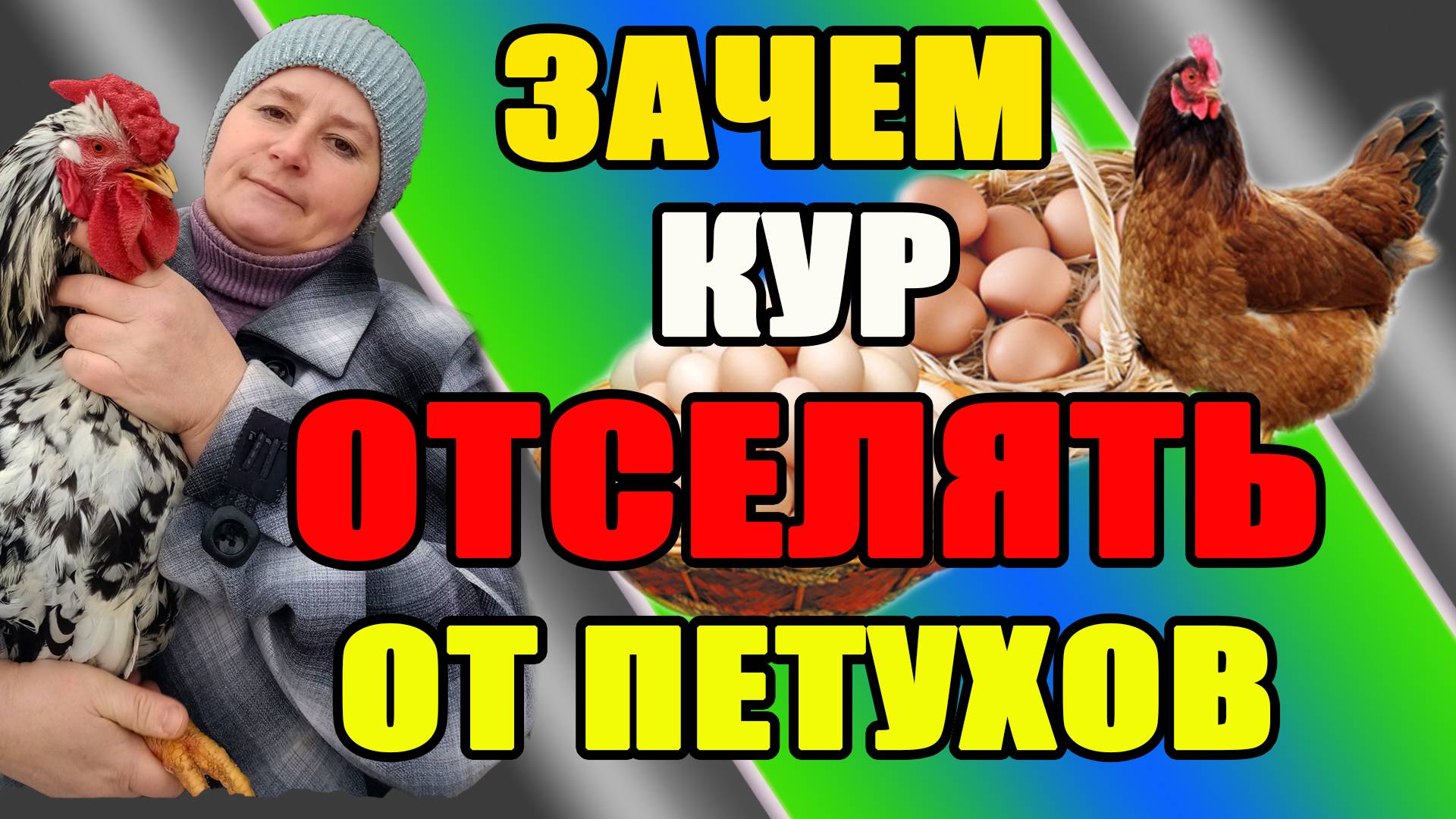 Зачем кур ОТСЕЛЯТЬ от петухов. смотреть онлайн