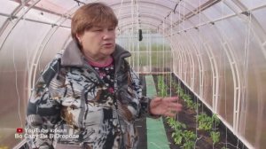 СДЕЛАЙТЕ ТАК ПЕРЕД ВЫСАДКОЙ РАССАДЫ В ТЕПЛИЦУ! ШИКАРНЫЙ УРОЖАИ БЕЗ ХЛОПОТ!