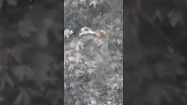 A spider caught a fly outside my window смотреть онлайн