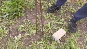 Ловим крота , ставим крючки на участке.