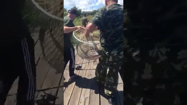 Краснодарский край, трофейный амур 25,6 вес смотреть онлайн