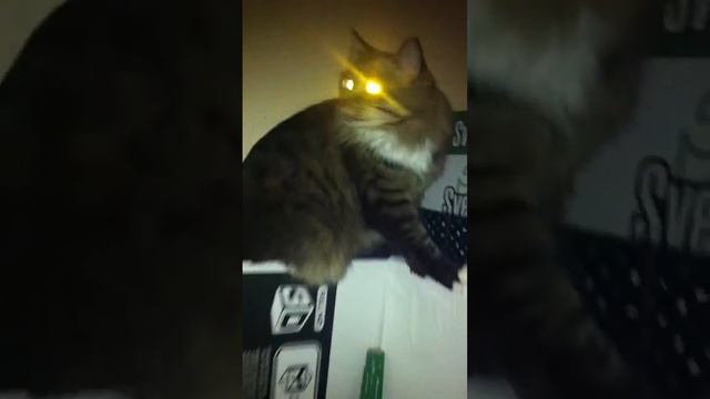 Котейко ночного видения