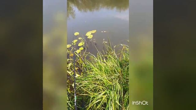 Щука на плотву смотреть онлайн