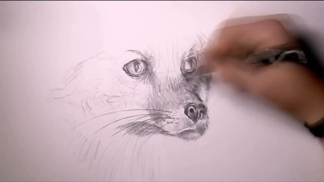 SpeedArt #6 ✎ Liška | Corro cz смотреть онлайн