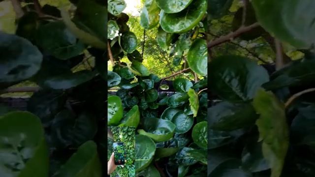 CONFIG GCAM STABIL VIDEO 4K 60FPS TERBARU🔥 Mi 10T/MI 10T PRO. смотреть онлайн