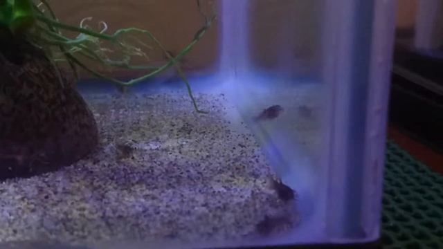 Corydoras Fry - 4 Putting on size смотреть онлайн