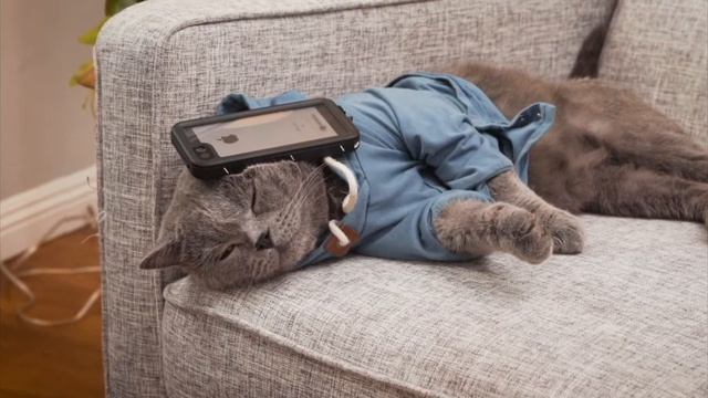 Самый послушный кот в мире. смотреть онлайн