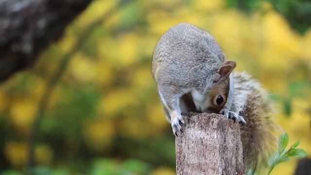 Squirrel Picnic - David O'Brien - Dramedy Soundtrack смотреть онлайн