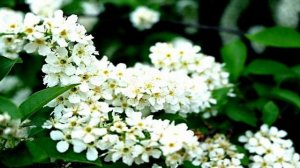 Музыкальный-клип. Татьяна Буланова - Белая черёмуха