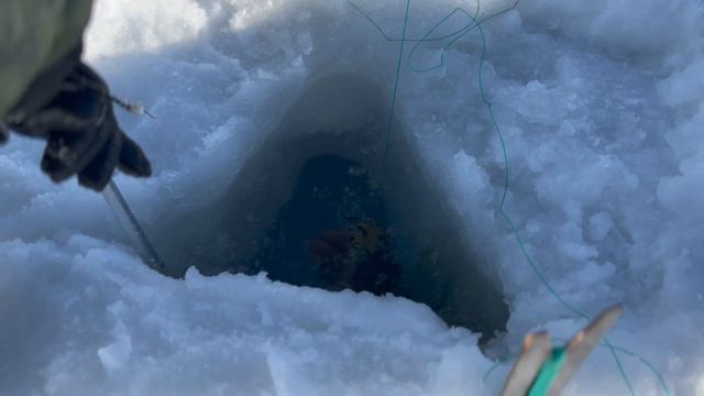 Прёт много крупного краба! Краб у самого берега. смотреть онлайн