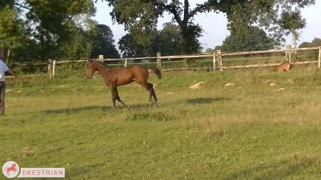 Lot 9 - Colt Chilli Willi x Cento смотреть онлайн
