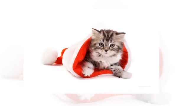 Christmas Motion Video Loops 74 смотреть онлайн