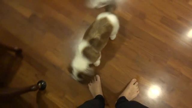 Shih-tzu puppy romping around the apartment смотреть онлайн