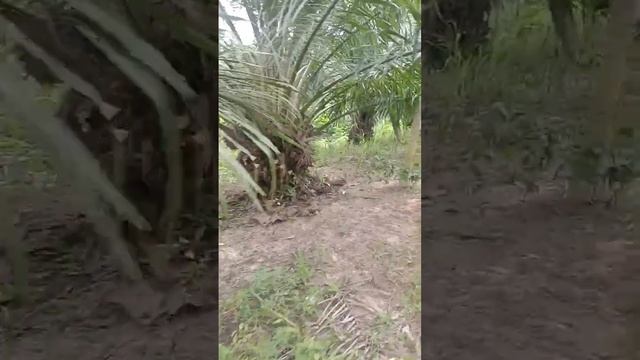 tombak buah sawit Bulan Mac.23 смотреть онлайн