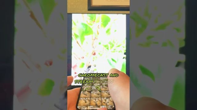 🎁 FREE DoCast App Giveaway: Mirror iPhone/iPad to Chromecast #giveaway смотреть онлайн