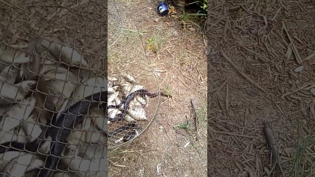 Сходили с сыном на рыбалку. смотреть онлайн