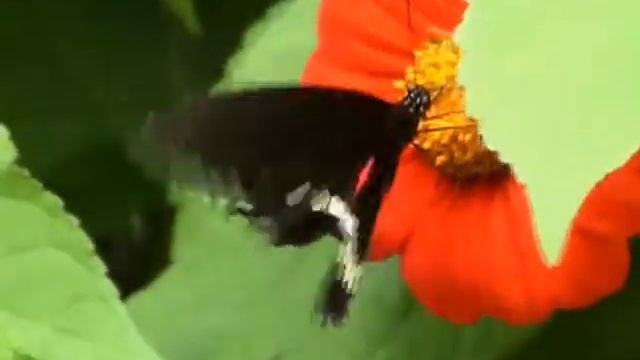 Windows Sample Video: Butterfly смотреть онлайн