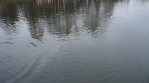 Вываживание крупной форели!