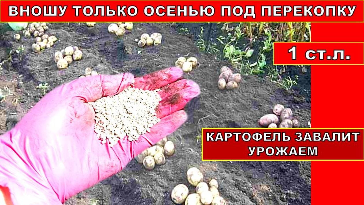 ОСЕНЬЮ ПОД ПЕРЕКОПКУ ВНЕСИТЕ ЭТИ УДОБРЕНИЯ И НА СЛЕДУЮЩИЙ ГОД КАРТОФЕЛЬ ЗАВАЛИТ ВАС УРОЖАЕМ смотреть онлайн