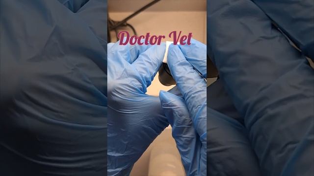 Очистка оптики микроскопа #microscopy #cytology #veterinary #science