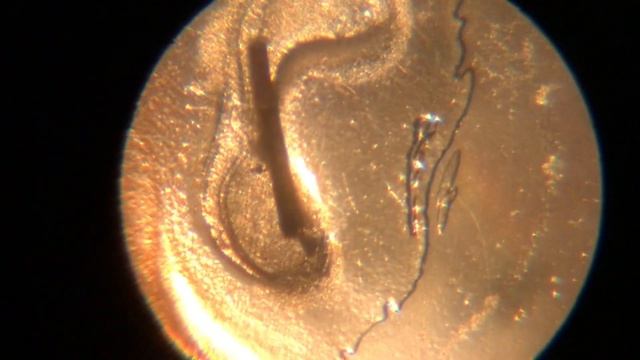 MİKROSKOPTA kelebek anteni /butterfly antenna in MICROSCOPE смотреть онлайн